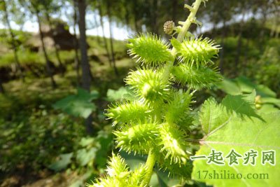 功用:苍耳子和苍耳草的功效相似,有发汗,祛风湿,止痛等功效,适用于